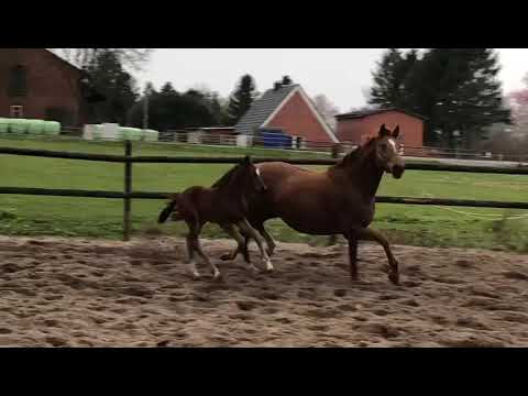 Stutfohlen Fürstbischof x Rotspon