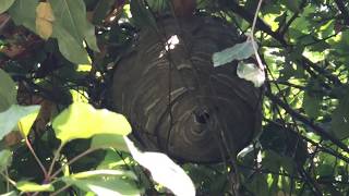 Wasps nest in tree
