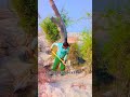 Saiyaara Tu To Badal Nahin Hai Song Viralvideo