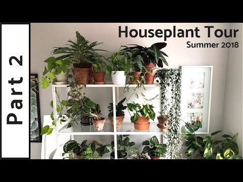 Houseplant Tour | 150+ Plants | Summer 2018 (Part 2)