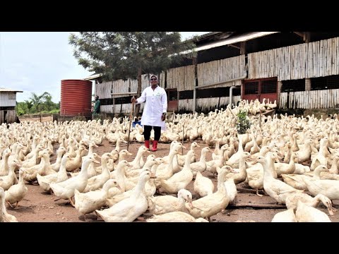 Millionaire  Duck Farmer  Keeping 50,000 Ducks on Free Range | Integrated Fish and Duck Farming