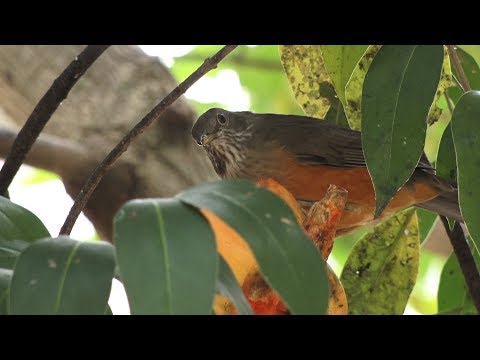 Já parou para observar os pássaros hoje?