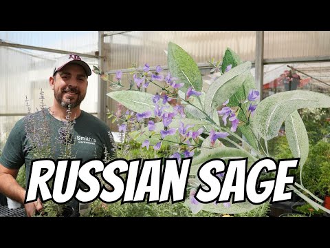 Russian Sage: The Most Popular Perennial