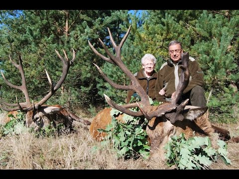 Kapitaler Hirsch gestreckt!