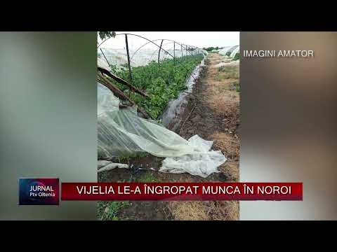 VIJELIA LE-A ÎNGROPAT MUNCA ÎN NOROI