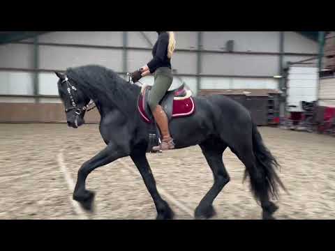 Stal Okkema's Ipe - Jurre x Reinder - Stallion - 2018 - 1.69m
