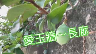 [問卦] 這種天氣穿無袖跟短褲晨跑的是哪些人啊?