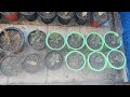 Socotranum Big Daddy Adenium Watssup Me 9962274964