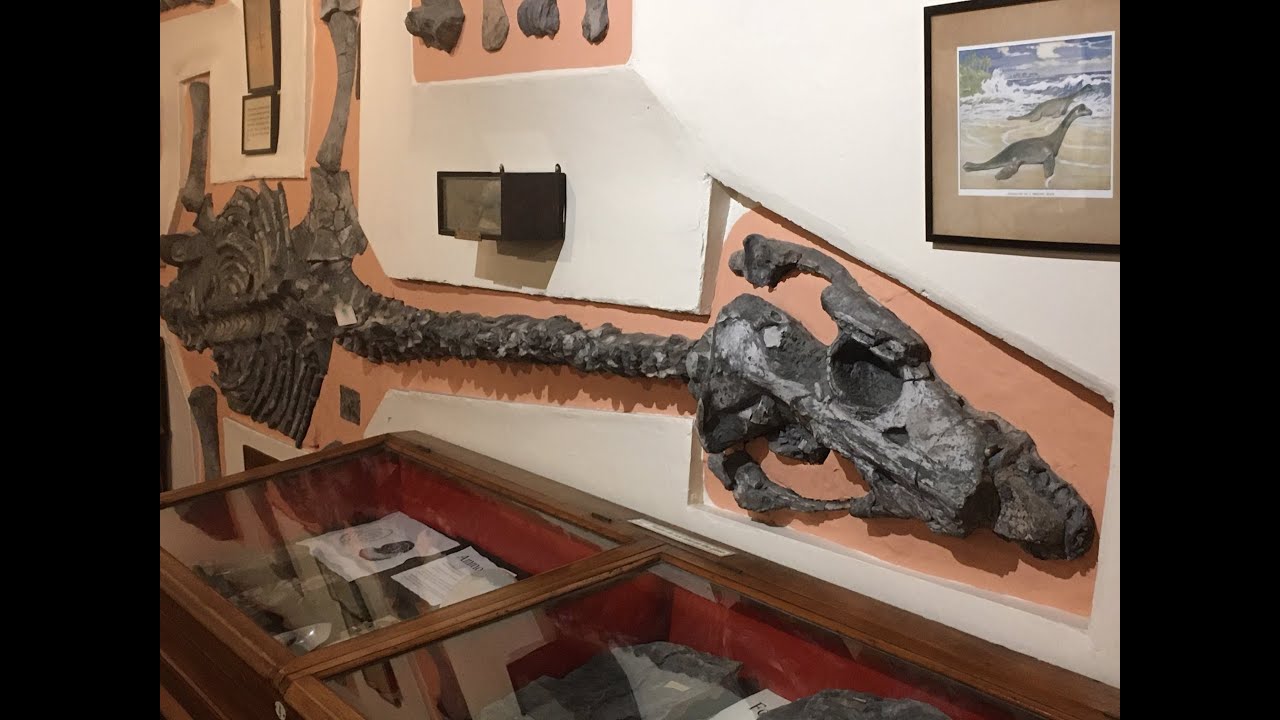 Fossil Collection Subtitled