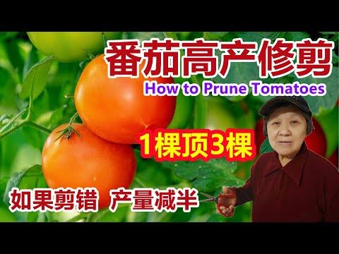 , title : '番茄/西红柿高产的修剪方法，这样一剪，1棵顶3棵，传统的只留主枝修剪法可能是不对的，产量减半，何时修剪，多种修剪方式 How to Prune Tomatoes'