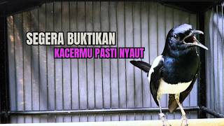 Download lagu PANCINGAN KACER TERBAIK bikin Semua Jenis Kacer LANGSUNG KONSLET, Terapi Kacer Agar GACOR NGEPLONG mp3