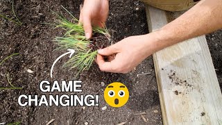This Transplanting Method for Onions Is a GAME CHANGER