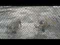 Warthogs At A Zoo In Florida 7 14 20