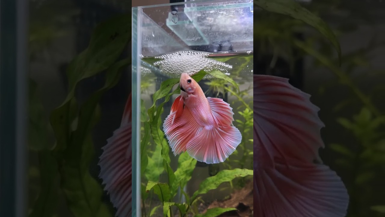 Pink Half-moon Betta Fish Breeding #fish  #bettafish