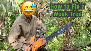 Eliminate the Weakest Links From Our Syntropic Agroforestry System