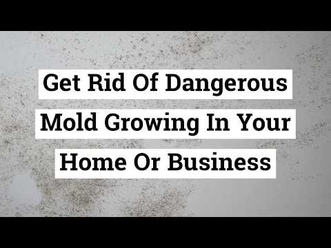 A1 Water & Mold Removal MA - Mold Remediation Malden | 781-332-4824