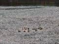 Hunting In Romania Wild Duck