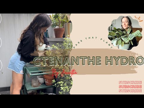 Ctenanthe burle-marxii soil to hydroponic how to! #ctenantheburlemarxii #prayerplant