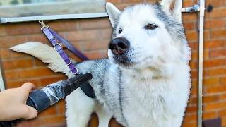 10 Tips For Grooming a Siberian Husky!