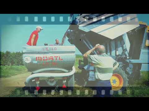 Recoltarea mecanizata a strugurilor (Pinot Noir) - Grebănu, Râmnicu Sărat