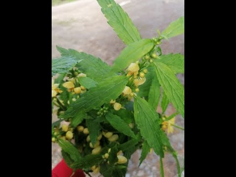 Goldnessel /Taubnessel