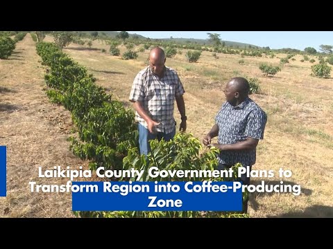 Laikipia County Government Plans to Transform Region into Coffee Producing Zone