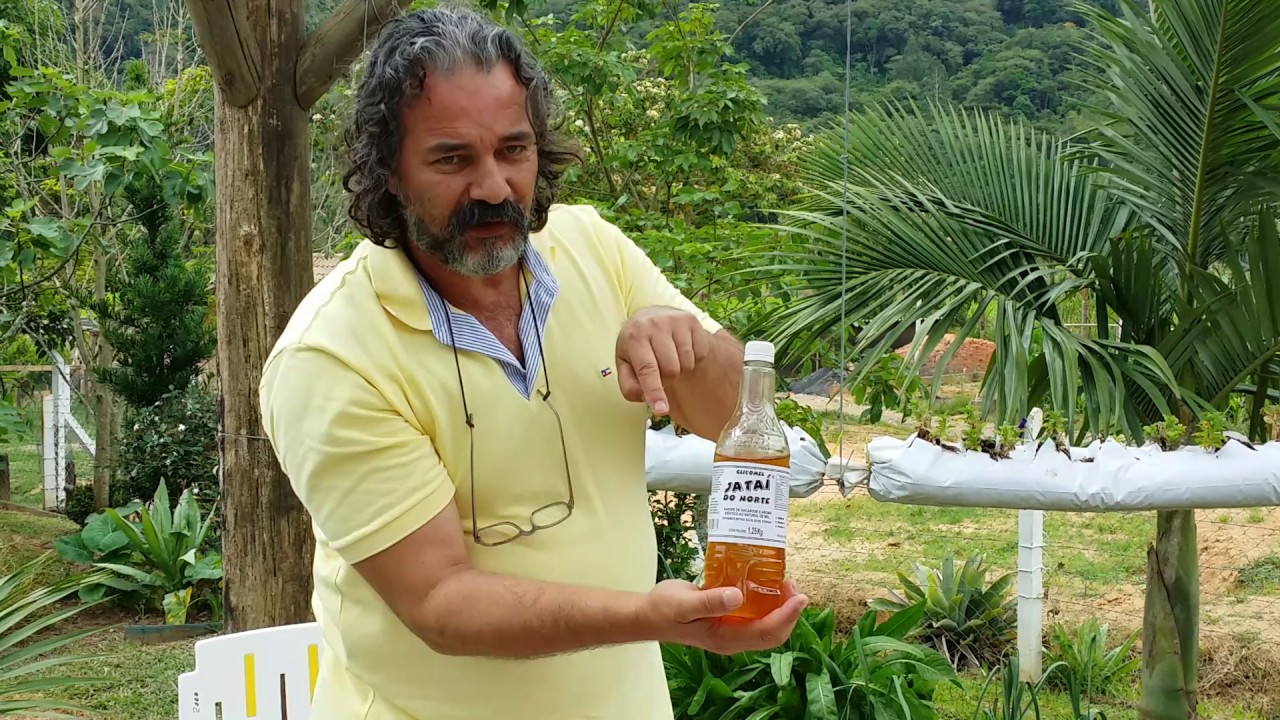 Pinga com mel e limão