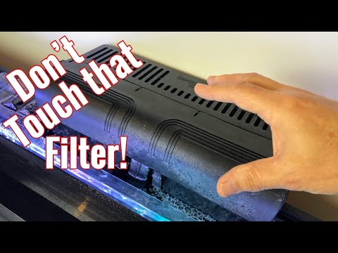 Top 5 Ways We Create Problems with Our Aquarium Filters - [The Cichlids & Coffee - Live Stream!]
