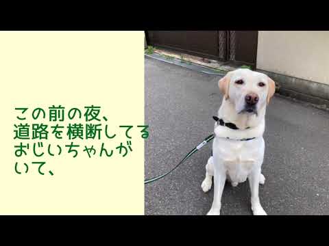 ワンワンU・x・Uお悩み相談室5️⃣0️⃣〜福井市「アラタくん」#道路はみんなが使うもの ＃歩行者も運転手もお互いに気を付けよう🚶‍♂️🤝🚙