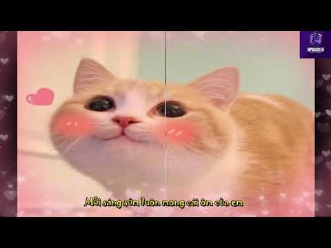 Học tiếng mèo kêu - Acy Xuân Tài