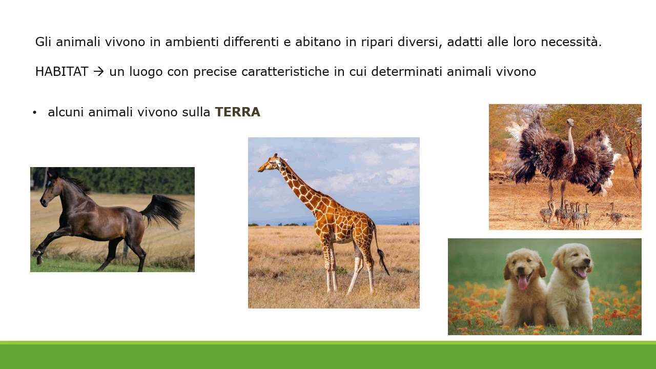 Cl2 SCIENZE dove vivono gli animali