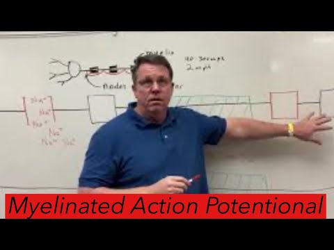 Myelinated Axon Potential