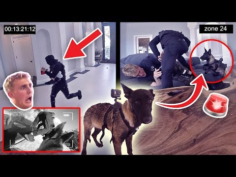 HOW WILL APOLLO REACT TO A BURGLARY?! **PUPPY EXPERIMENT**