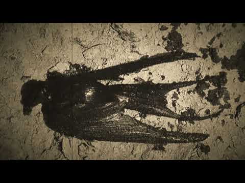 Autoclav1.1 'Culpability'