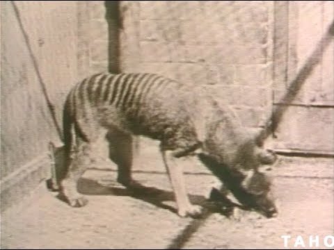Cover image for Film - Tasmanian Wild Life - Tasmania has birds and animals which are unique by world standards - included are rare film sequences of the now extinct Tasmanian Tiger, but the main theme shows other rare animals in their natural habitat.