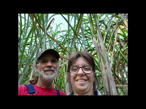 How to Make Cane Syrup -- Part 1 of the SYRUP Making Process