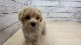 ハーフ犬の動画01