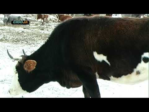 GOVEDA MIKIJA IVETICA  PERUCICA ZIMA 2018