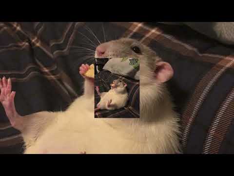 Rap Beat | Free | Prod.ADM