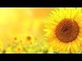Relaxing Instrumental music, Nature sounds "Golden Shores" by Tim Janis