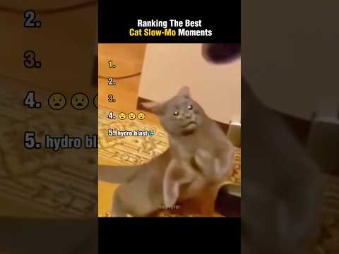 Ranking The Best Cat Slow-Mo Moments