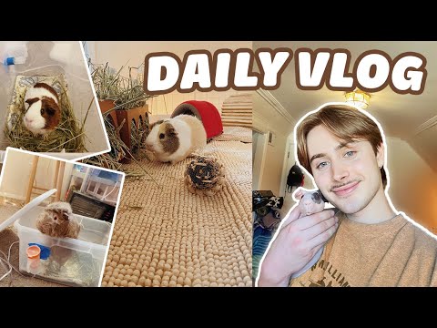 DAILY GUINEA PIG VLOG 🐽 MORNING ROUTINE, CAGE CLEANING, & PACKING ORDERS