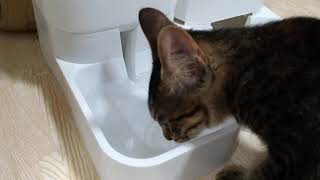 新しい容器がお気に召した猫