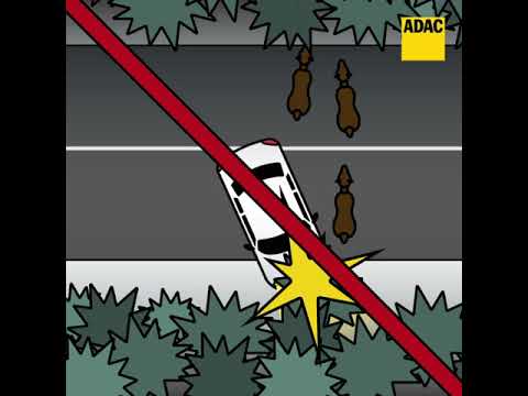 Wildwechsel: Wildunfall vermeiden I ADAC 2018