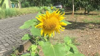 Video cover The sun will rise again kevin costner &amp; modern west