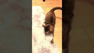 忙しい猫 Busy cat