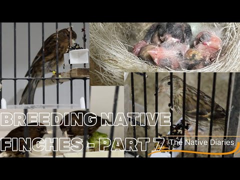 Breeding British Finches Part 7 - The Native Diaries