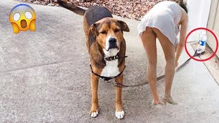 Funniest Videos 2022 😂 Funny Cats 🐱 and Dogs 🐶 Part 34