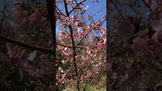春 #short #桜 #asmr #自然