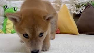 柴犬の動画01
